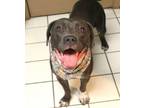 Adopt Aquafina a Labrador Retriever, American Staffordshire Terrier