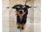 Dachshund Mix DOG FOR ADOPTION RGADN-1214790 - Anita - Dachshund / Terrier /