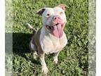 American Pit Bull Terrier Mix DOG FOR ADOPTION RGADN-1214797 - *WILMA - Pit Bull