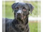 Rottweiler Mix DOG FOR ADOPTION RGADN-1214798 - *GINGERSNAP - Rottweiler / Mixed