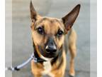 Doberman Pinscher-German Shepherd Dog Mix DOG FOR ADOPTION RGADN-1214805 -