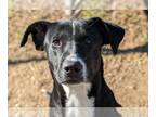 Labrador Retriever Mix DOG FOR ADOPTION RGADN-1214810 - Griffin - Labrador