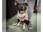 American Pit Bull Terrier DOG FOR ADOPTION RGADN-1214813 - Jessie - Pit Bull