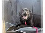 Labrador Retriever Mix DOG FOR ADOPTION RGADN-1214815 - Blade - Labrador