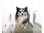 Pomeranian DOG FOR ADOPTION RGADN-1214817 - Milkshake - Pomeranian (medium coat)