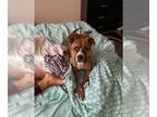 American Staffordshire Terrier Mix DOG FOR ADOPTION RGADN-1214820 - TESS