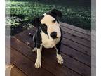 American Pit Bull Terrier Mix DOG FOR ADOPTION RGADN-1214821 - Korra Lonestar -