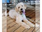 Goldendoodle DOG FOR ADOPTION RGADN-1214840 - Akilie - Golden Retriever / Poodle