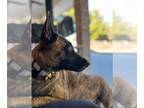 Mix DOG FOR ADOPTION RGADN-1214844 - Tiger Lily - Texas - Dutch Shepherd Dog