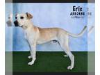 American Pit Bull Terrier Mix DOG FOR ADOPTION RGADN-1214847 - ERIC - Pit Bull