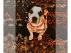 American Pit Bull Terrier DOG FOR ADOPTION RGADN-1214848 - Cupcake - Pit Bull