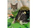 Adopt Chickpea a Domestic Short Hair