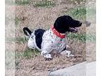 Poodle (Standard) DOG FOR ADOPTION RGADN-1214852 - Bella URGENT - Poodle