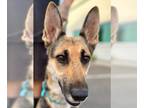 German Shepherd Dog DOG FOR ADOPTION RGADN-1214853 - Momo - Adopt Me!