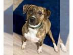 Labrador Retriever-Plott Hound Mix DOG FOR ADOPTION RGADN-1214854 - TIGER -SWEET
