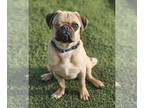 Pug DOG FOR ADOPTION RGADN-1214856 - Winky - Pug (short coat) Dog For Adoption