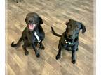 Labrador Retriever Mix DOG FOR ADOPTION RGADN-1214880 - Kendall and Kylie -