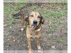 Plott Hound Mix DOG FOR ADOPTION RGADN-1214888 - NOELLE - Plott Hound / Mixed