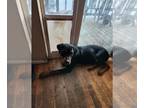 Rottweiler DOG FOR ADOPTION RGADN-1214893 - Shakari/Referral - Rottweiler /