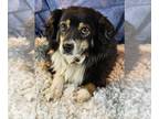 Australian Shepherd DOG FOR ADOPTION RGADN-1214896 - Smokey - Australian