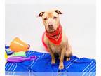 American Pit Bull Terrier Mix DOG FOR ADOPTION RGADN-1214902 - TIGER - Pit Bull