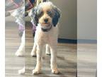 Poodle (Miniature) DOG FOR ADOPTION RGADN-1214904 - Aspen - Poodle (Miniature)