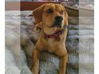Beagle DOG FOR ADOPTION RGADN-1214910 - Buddy X - Beagle Dog For Adoption