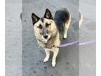 German Shepherd Dog-Norwegian Elkhound Mix DOG FOR ADOPTION RGADN-1214911 -