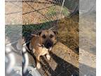 Bullmastiff-German Shepherd Dog Mix DOG FOR ADOPTION RGADN-1214913 - Travis -