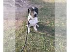 American Pit Bull Terrier-Pointer Mix DOG FOR ADOPTION RGADN-1214920 - Jeff -