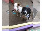 American Pit Bull Terrier-Pointer Mix DOG FOR ADOPTION RGADN-1214920 - Jeff -