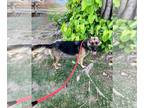 German Shepherd Dog Mix DOG FOR ADOPTION RGADN-1214921 - Venita - German
