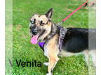 German Shepherd Dog Mix DOG FOR ADOPTION RGADN-1214921 - Venita - German