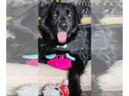 Labrador Retriever-Retriever Mix DOG FOR ADOPTION RGADN-1214923 - Maxwell -