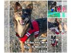 Shiba Inu Mix DOG FOR ADOPTION RGADN-1214926 - Comet from Korea - Shiba Inu /