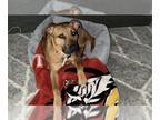 Boxador DOG FOR ADOPTION RGADN-1214928 - MINI PECAN TART - Boxer / Labrador
