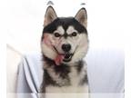 Siberian Husky DOG FOR ADOPTION RGADN-1214939 - MAX - Siberian Husky (medium