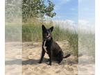 Shollie DOG FOR ADOPTION RGADN-1214940 - Sadie - German Shepherd Dog / Border