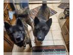 Akita DOG FOR ADOPTION RGADN-1214941 - Zac And Chili - Akita Dog For Adoption
