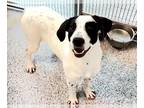 Labrador Retriever Mix DOG FOR ADOPTION RGADN-1214943 - MINNIE - Labrador