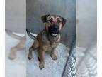 German Shepherd Dog-Mastiff Mix DOG FOR ADOPTION RGADN-1214948 - CANDY - Mastiff