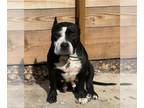 American Staffordshire Terrier Mix DOG FOR ADOPTION RGADN-1214955 - Flower 2 -