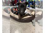 Great Dane-Labrador Retriever Mix DOG FOR ADOPTION RGADN-1214960 - Jamee -
