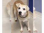 Labrador Retriever Mix DOG FOR ADOPTION RGADN-1214961 - Joy - Labrador Retriever
