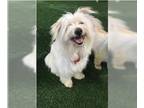 Pom-A-Poo DOG FOR ADOPTION RGADN-1214965 - Colby - Pomeranian / Poodle