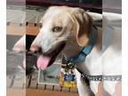 Pointer DOG FOR ADOPTION RGADN-1214966 - Bilbo - Pointer / Hound Dog For