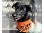 Labrador Retriever Mix DOG FOR ADOPTION RGADN-1214972 - Oreo - Labrador
