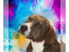Labbe DOG FOR ADOPTION RGADN-1214976 - Sugarfoot - Beagle / Labrador Retriever /
