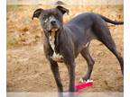 American Staffordshire Terrier Mix DOG FOR ADOPTION RGADN-1214990 - LEWIS -