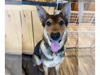 German Shepherd Dog DOG FOR ADOPTION RGADN-1214993 - Diogee - German Shepherd